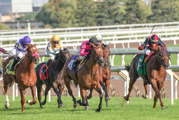 horses during race